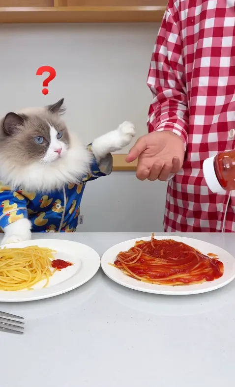 Puff raises a paw between two plates of spaghetti while an assistant in a red checked shirt holds a ketchup bottle.