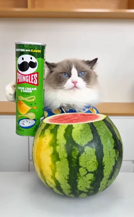 A whole watermelon opened on the counter with a green snack canister held beside it and Puff watching from behind.